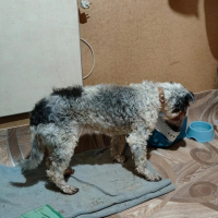 Потеряно:  пес собака