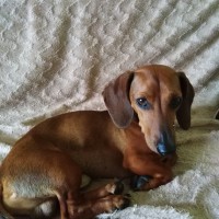 Найдена собака, порода такса, окрас коричневый