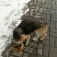 Найдена собака, окрас черно-бежевый