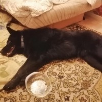Найдена собака, немецкая овчарка, окрас чёрный