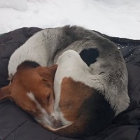 Найден пёс, порода русская пегая гончая