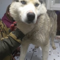 Найден пёс, порода хаски, окрас серо-белый