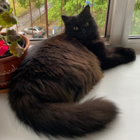 Потеряно:  кошка кошку кошечку кошка