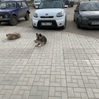 Найдены собаки