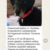 Потеряно:  собака