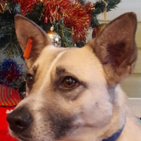 Потеряно:  розовый ошейник с адресником и красная бирка в ухе