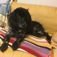 Найдена собака цвет черный порода русский спаниель