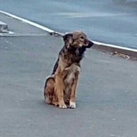 Найдена собака, окрас черно-рыжий с белой грудкой и лапами