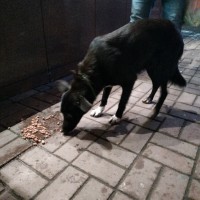 Найдена собака, окрас черный с белыми лапками