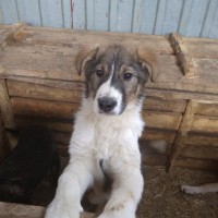 В добрые руки, собака, окрас трехцветный