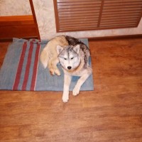 Найдена собака, породы сибирская хаски, окрас серо-белый