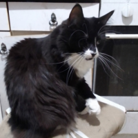 Потеряно:  кошка кошка