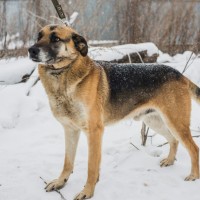 Пропал пес, окрас трехцветный