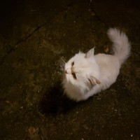 Найден кот, окрас белый, пушистый