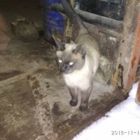 Найдена кошка, окрас сиамский