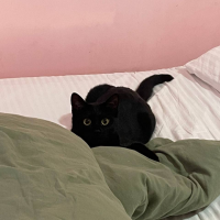 Потеряно:  кошка