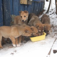 В добрые руки, щенки