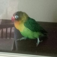 Найден попугай, неразлучник, окрас смешаный