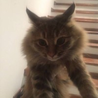 Найдена кошка, окрас серый, пушистая