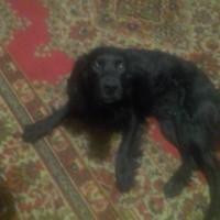 Пропала собака, порода русский спаниель, окрас черный