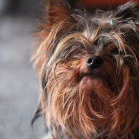 Пропала собака, порода йоркширский терьер, окрас черно-серый, бородка и ушки рыжие
