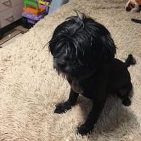 Найдена собачка, окрас черный