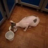 Найдена кошка, порода сфинкс окрас бело-серый