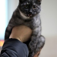 Найдена кошка, окрас черно-серый с белыми пятнашками