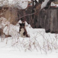 Найдена собака, порода лайка, окрас черно-белый