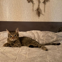 Отдам в добрые руки:  девочка