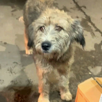 Найдено:  собачка