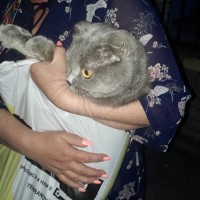 Найдена кошка, порода британка, окрас серый