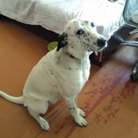 Пропала собака, порода доминиканская, окрас белый с черными пятнами