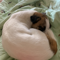 Потеряно:  собака собак кошек