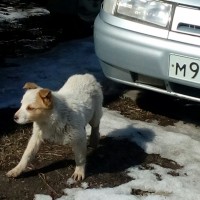 Найдена собака с щенком, окрас рыже-белый