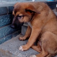 Найден щенок, окрас коричневый с белой грудкой