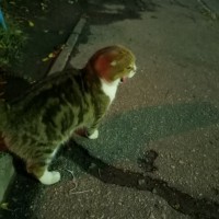 Найдена кошка, окрас рыже-белый с черными полосами