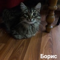 В добрые руки, коты и кошки