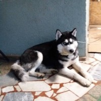 Найдена собака, порода хаски, окрас черно-белый