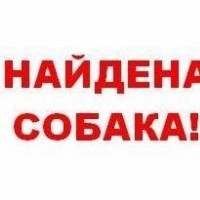 Найдена собака