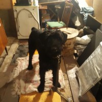 Найден пес, порода предположительно ризеншнауцер, окрас черный