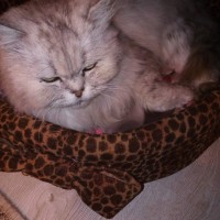 Потерялся кот, порода персидская, окрас дымчатый