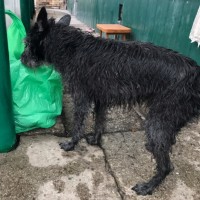 Найден пес, окрас черный