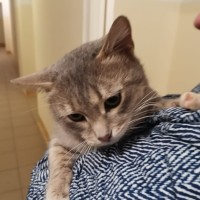 Найден котик, окрас серый, полосатый