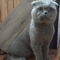 Найден кот, порода шотландский вислоухий, окрас голубой
