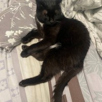 Пропала кошка Буся в Заречном микрорайоне